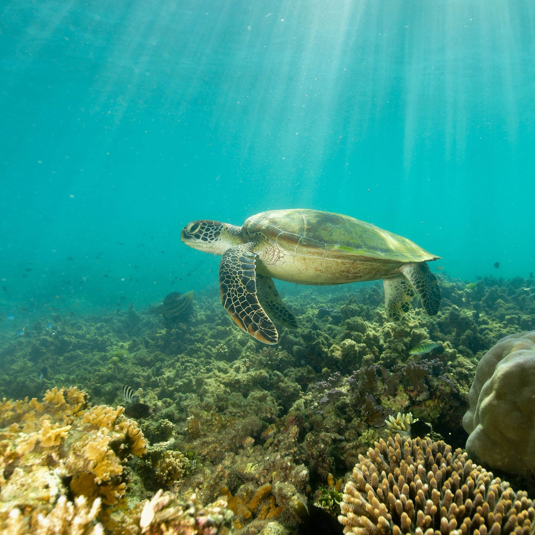 Snorkelling with turtle@Fitzroy Island Adventures