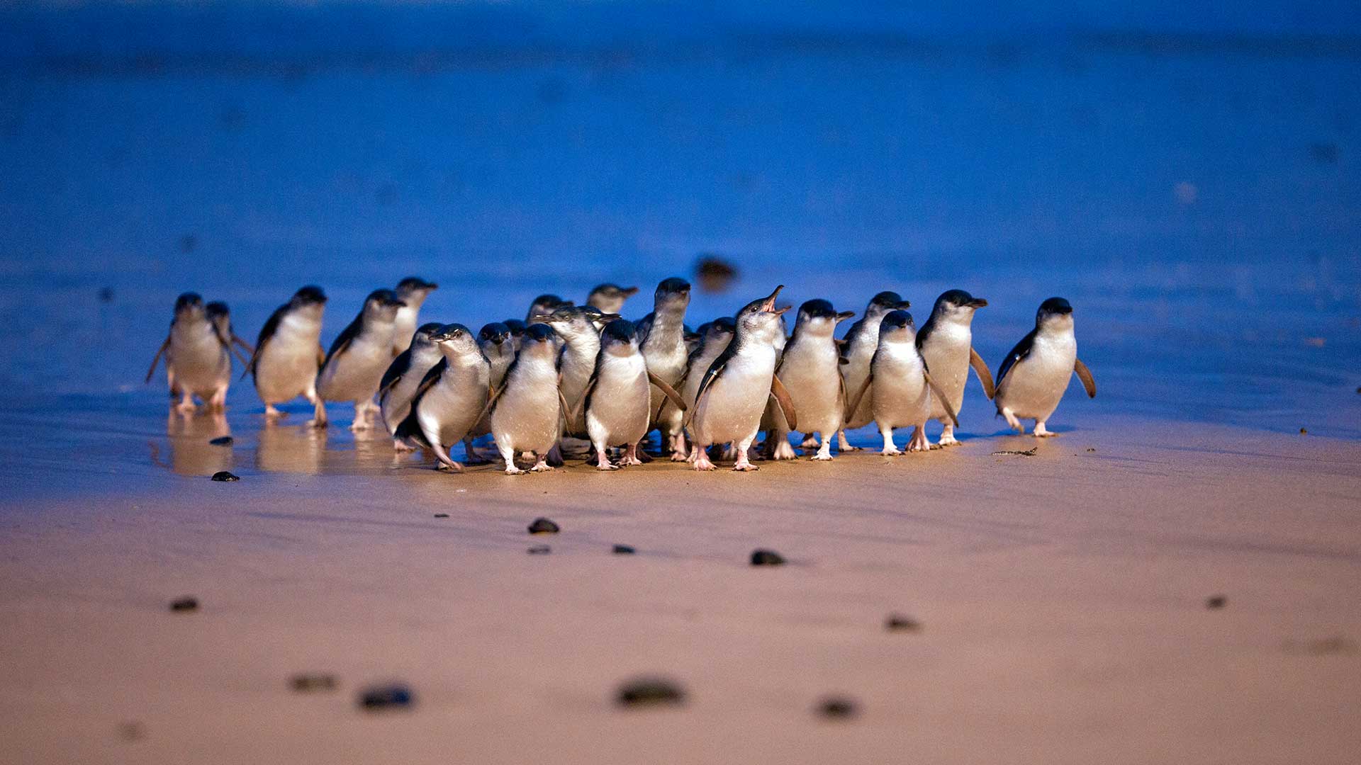Melbourne Puffing Billing and Penguin parade day tour 6